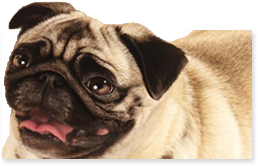 Intro Dog